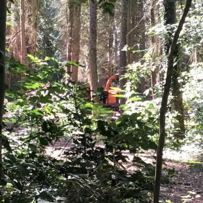 Our local woods