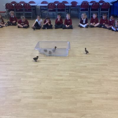 A visit from the ducklings!